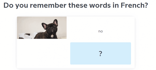 An example of a flashcard with a picture of a dog and the English word 