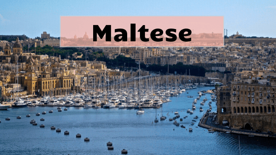 Maltese image