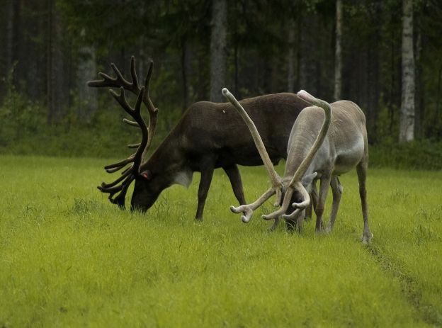 Two Finnish reindeer, one dark and one light, graze in a field with their impressive antlers.